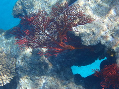 Melithaea ochracea