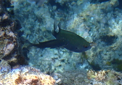 Pomacentrus callainus