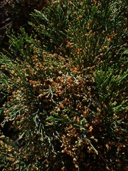 Callitris rhomboidea