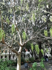 Acer negundo
