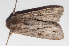 Ichneutica ustistriga