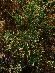 Callitris rhomboidea