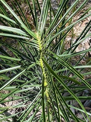 Macrozamia pauli-guilielmi