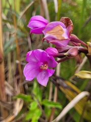 Spathoglottis