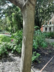 Acer negundo