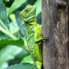 Basiliscus plumifrons