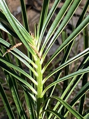 Macrozamia pauli-guilielmi