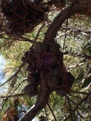 Callitris rhomboidea