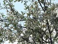 Salix salviifolia