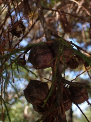 Callitris rhomboidea