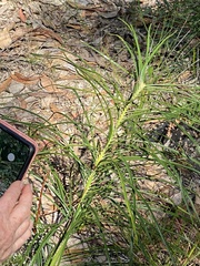 Macrozamia pauli-guilielmi