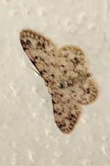 Idaea contiguaria