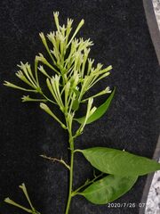 Cestrum nocturnum