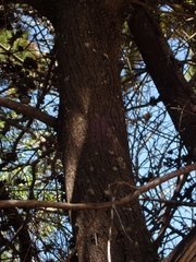 Callitris rhomboidea