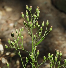 Erigeron sumatrensis