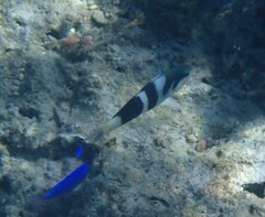 Thalassoma nigrofasciatum