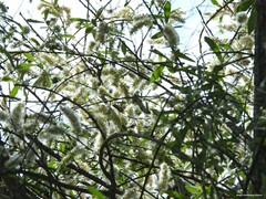 Salix salviifolia