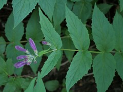 Nothochelone nemorosa