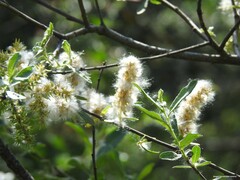 Salix salviifolia