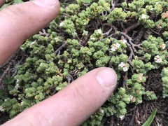 Pimelea carnosa