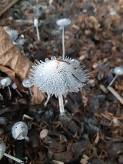 Coprinopsis