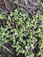 Pimelea carnosa
