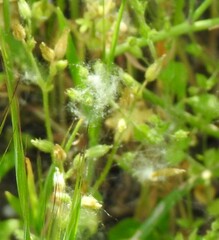 Cerastium brachypetalum