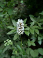 Bistorta bistortoides