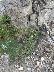 Pimelea carnosa
