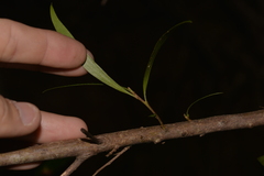 Daviesia arborea