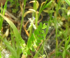 Biserrula pelecinus