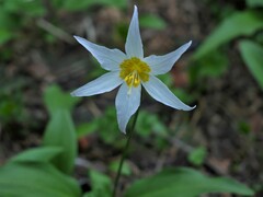 Erythronium montanum