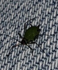 Aphis gossypii