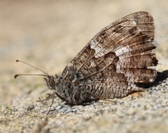 Hipparchia aristaeus