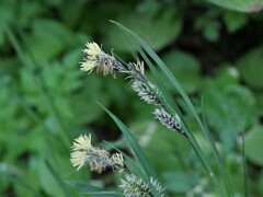 Carex spectabilis