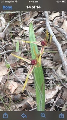 Caladenia arrecta