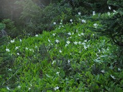 Erythronium montanum