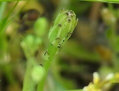 Hypochaeris glabra