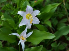 Erythronium montanum