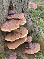 Ganoderma resinaceum