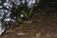 Dendrobium aemulum
