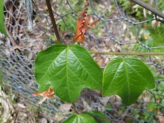Passiflora herbertiana herbertiana
