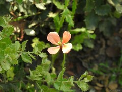 Papaver dubium
