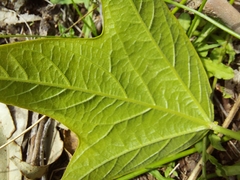 Passiflora herbertiana herbertiana