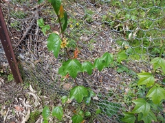Passiflora herbertiana herbertiana