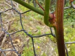 Passiflora herbertiana herbertiana