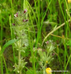 Parentucellia latifolia
