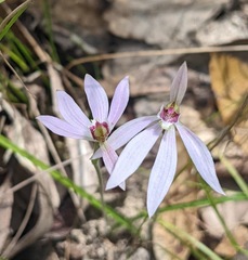 Caladenia alata