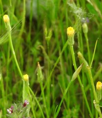 Hypochaeris glabra