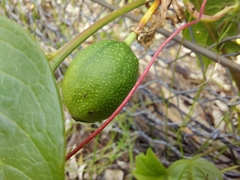 Passiflora herbertiana herbertiana